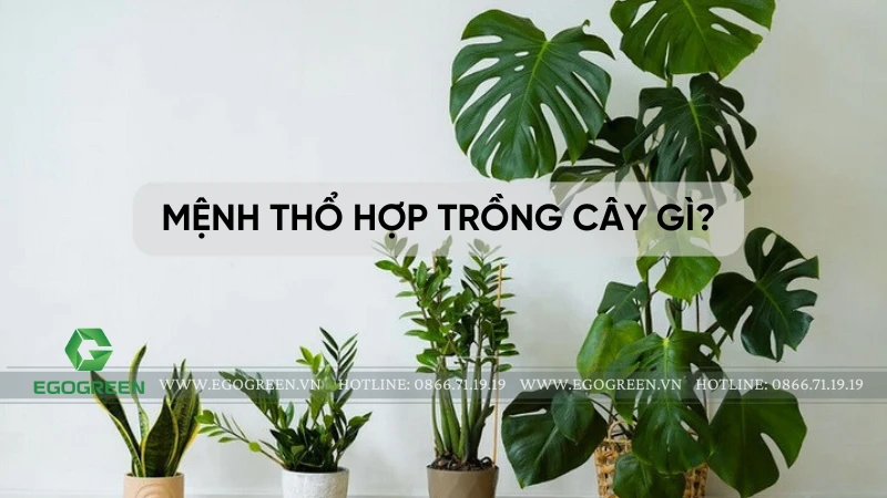 Mệnh Thổ hợp trồng cây gì? Top 7 loại cây phong thủy mang lại tài lộc và bình an